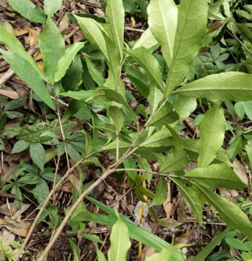 [批发]白花牛奶根苗今年种植明年可收,产品新价格高价格1.