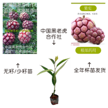 【真正无籽】黑老虎苗布福娜苗中国黑老虎合作社可分期付款