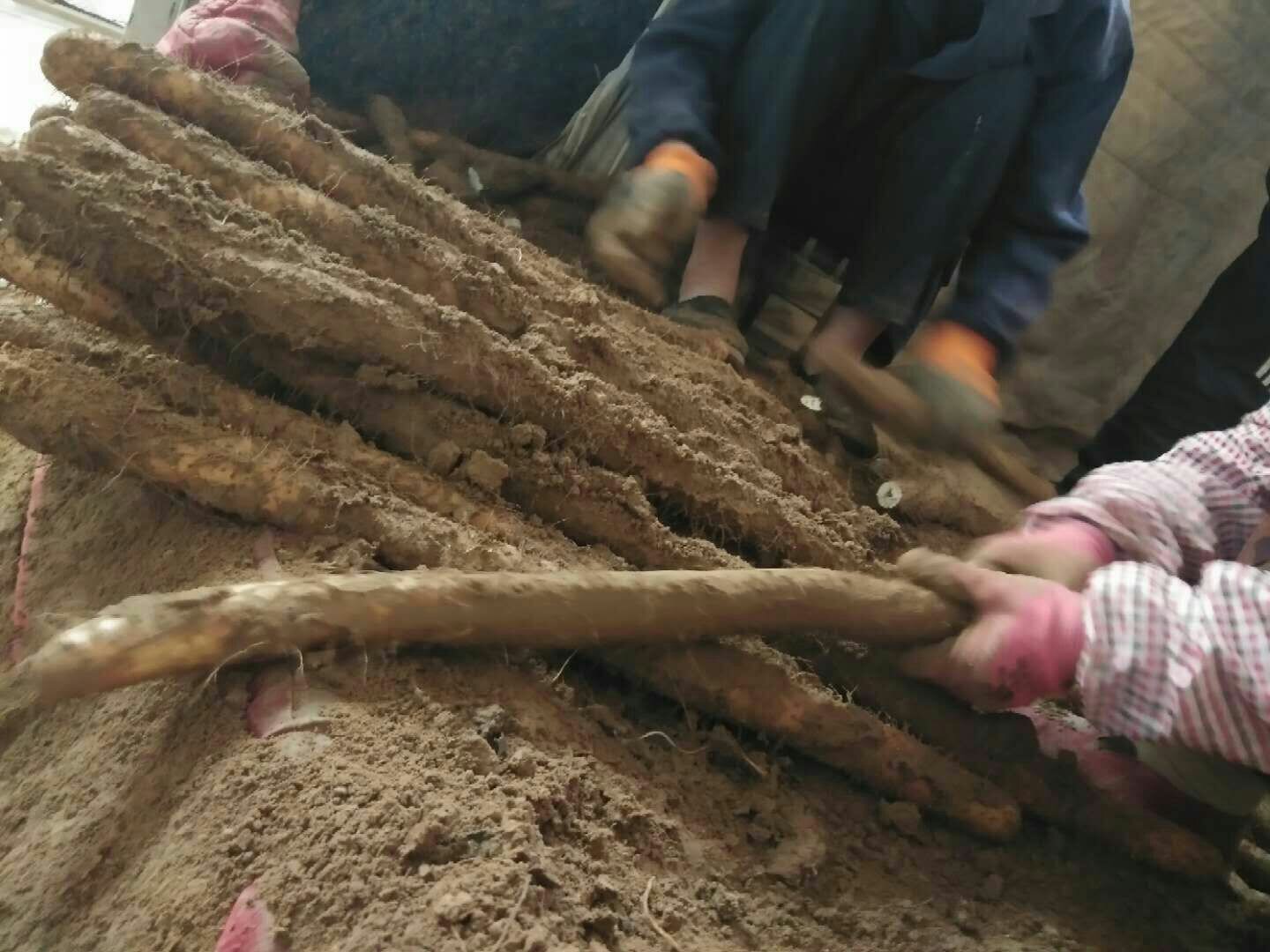 大荔山药采收现场,农民正在手工采挖山药 大荔山药采收现场