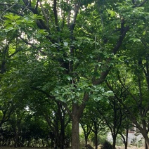 柿子树