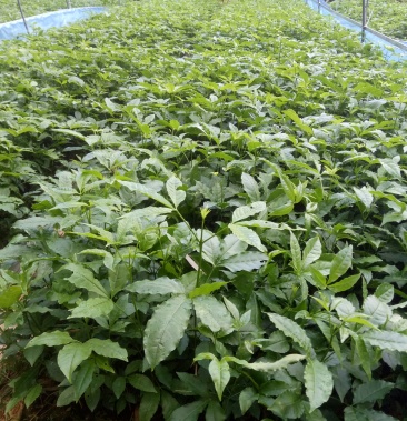 供应中药材三叉苦幼苗