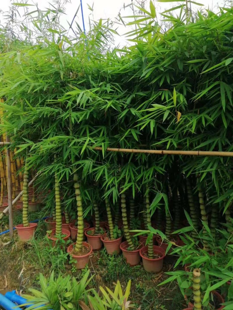 [罗汉竹批发]广东佛山顺德区罗汉竹 18.00元/棵罗汉竹 佛肚 _ 一亩田
