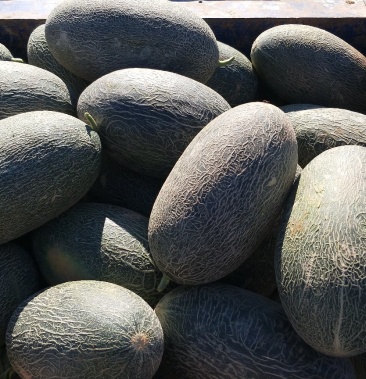 [伽师瓜批发]伽师瓜熟了甜瓜熟了,哈密瓜86王价格0.60元/斤 - 一亩田