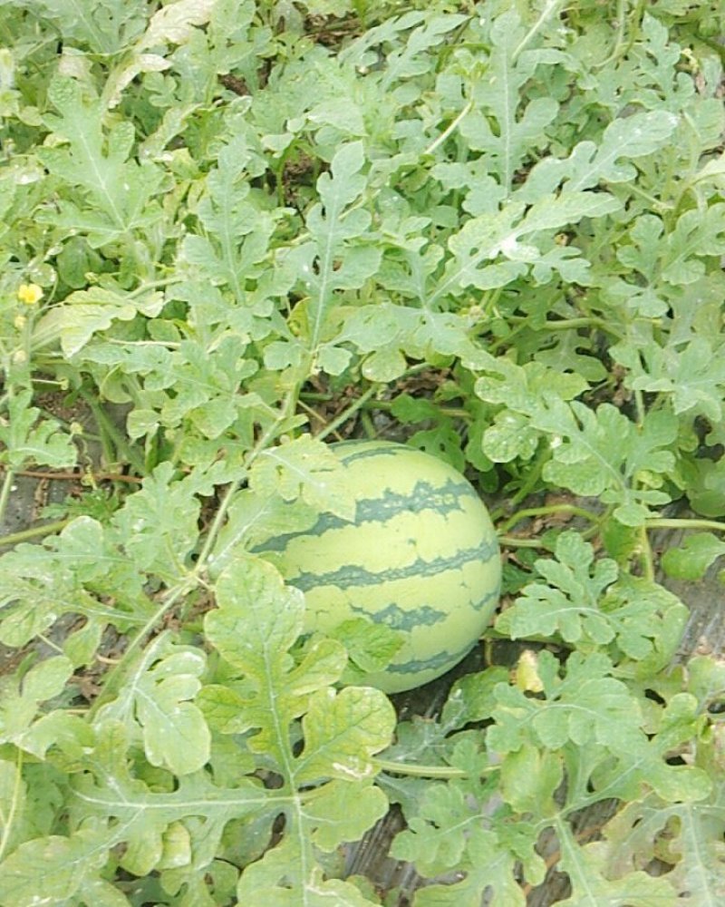 [8424西瓜批发]上海奉贤区西瓜 1.10元/斤二茬瓜8428 _ 一亩田