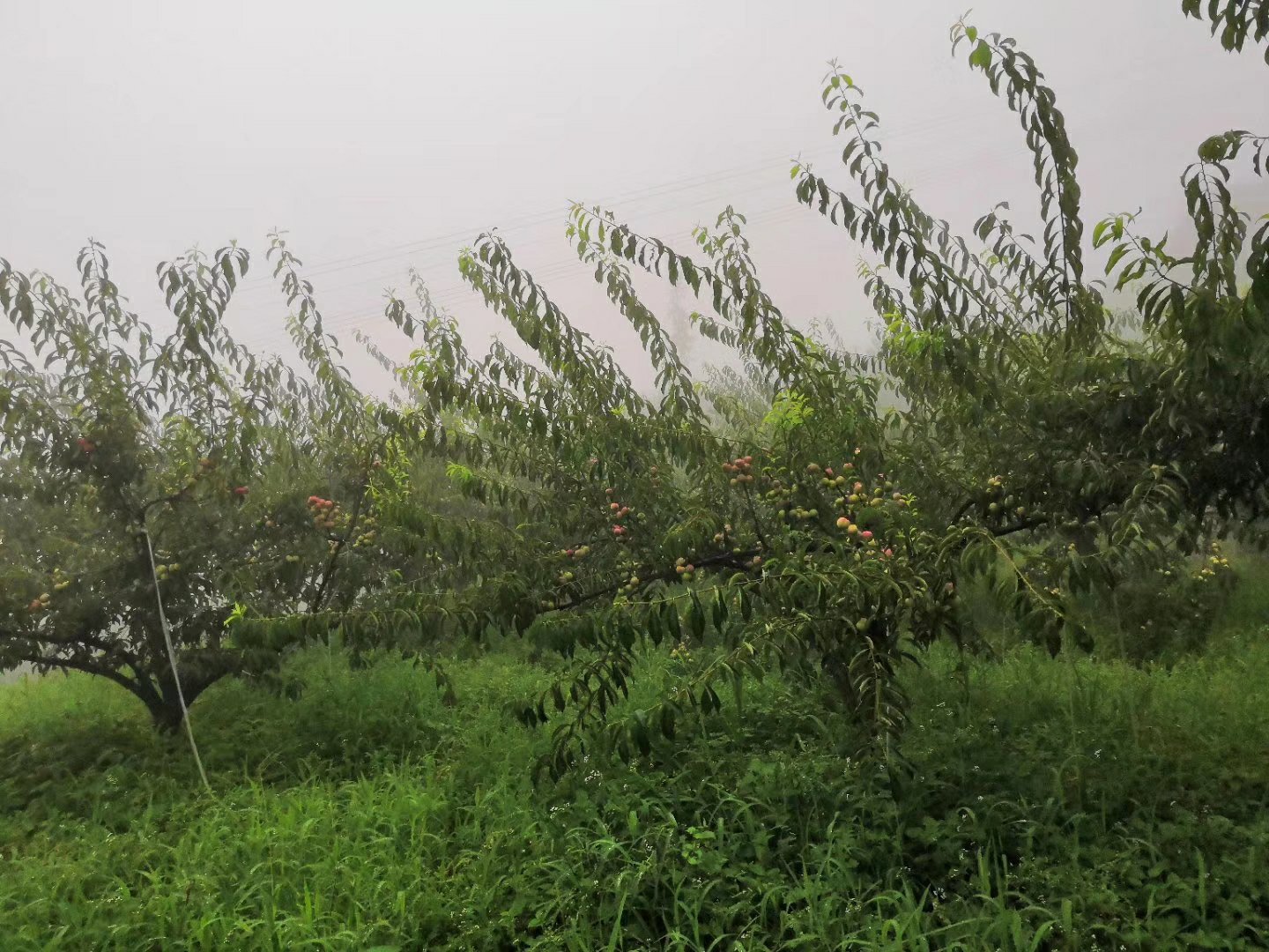 云南昭通山区半边红李子种植园航拍图