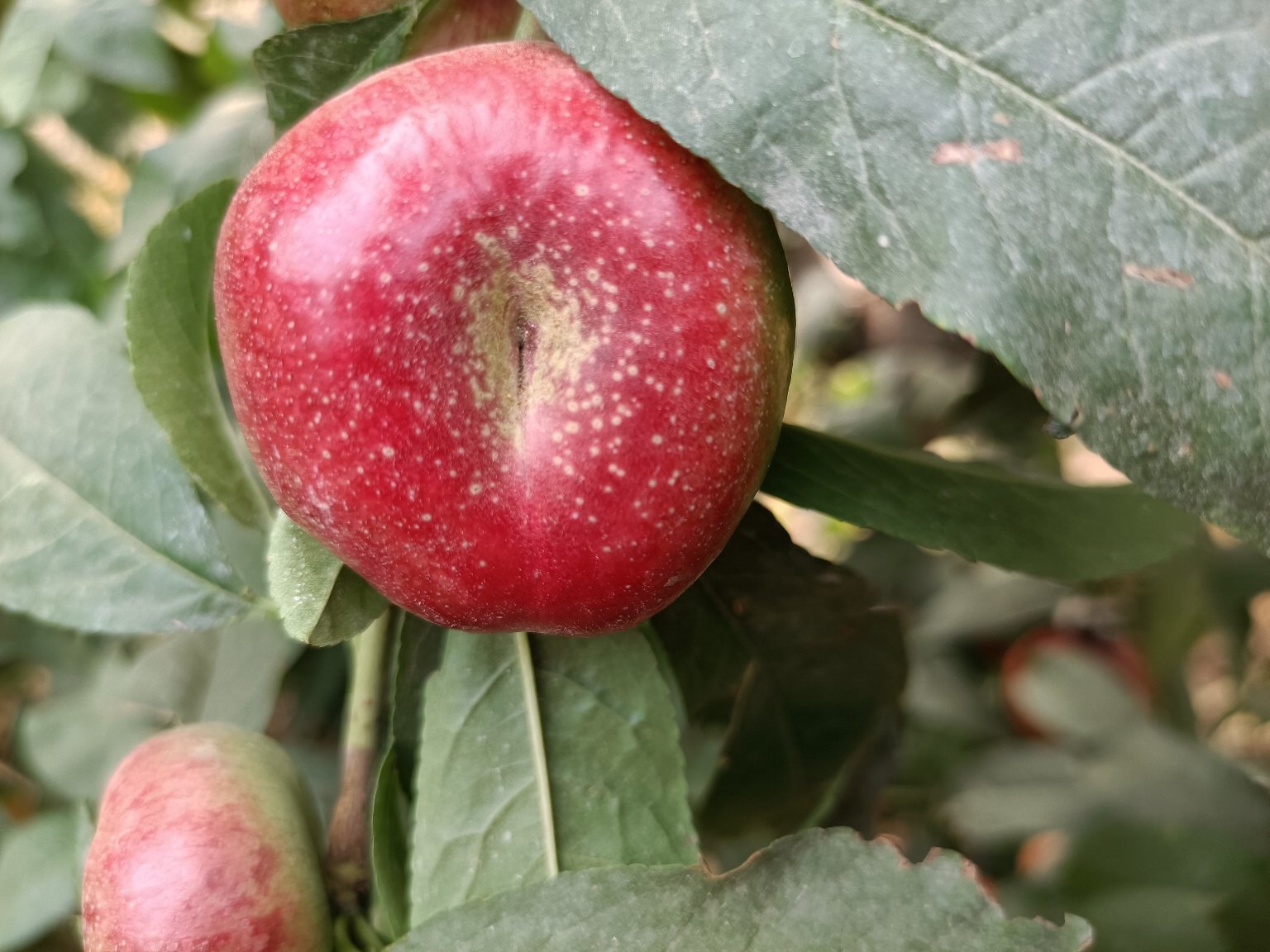 纽扣红油蟠桃特写