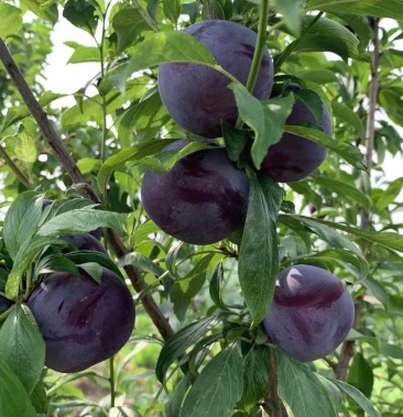 黑总统黑琥珀李子大量上市