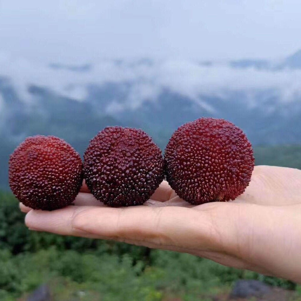 展示一颗完整、饱满的东魁杨梅,背景为自然果园环境,突出果实的大小与颜色 东魁杨梅特写