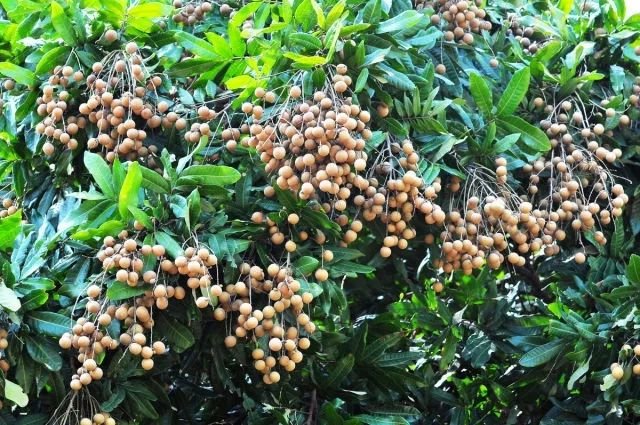 桂圆树上挂满成熟果实,果实呈黄褐色,果壳较薄,果肉透明多汁 桂圆树成熟果实