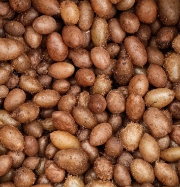 纯野生石黄皮煲汤的好材料