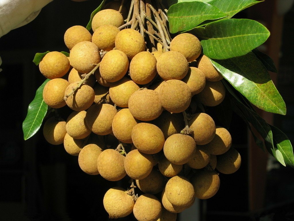 储良龙眼果实特写