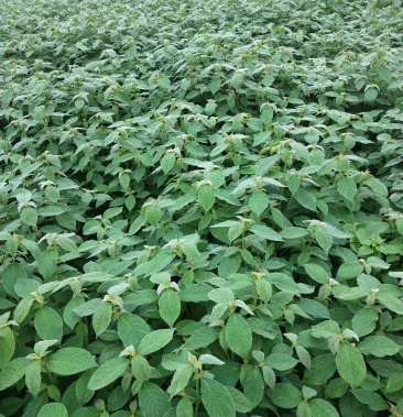 牛膝毛货俩年以上