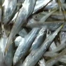 冰鲜毛刀