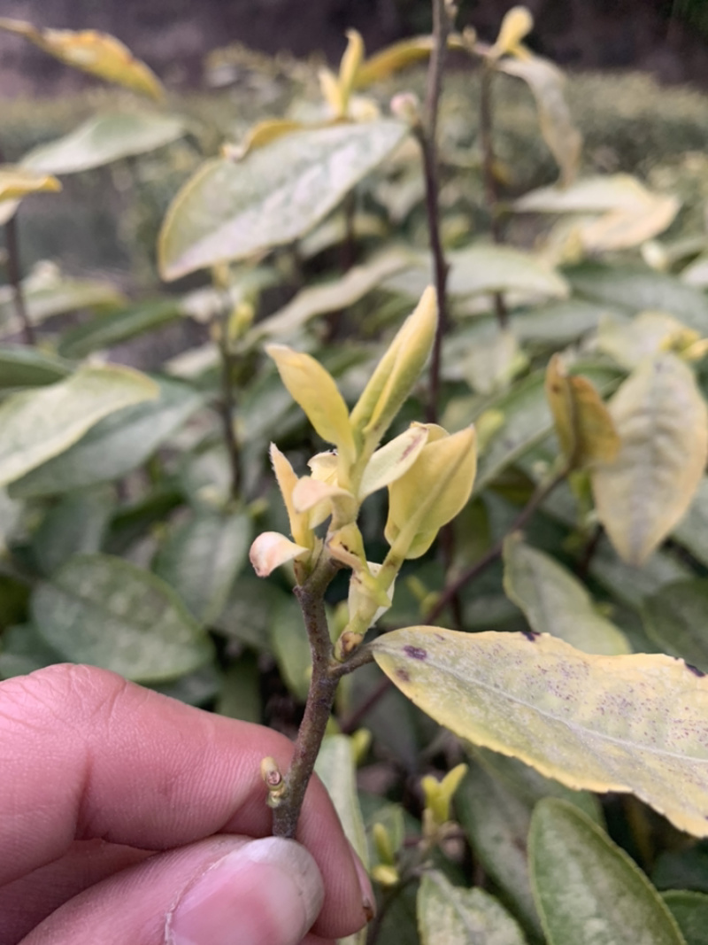 [批发]四川广元旺苍县 4000.00元/斤广元黄茶(中黄一号) _ 一亩田