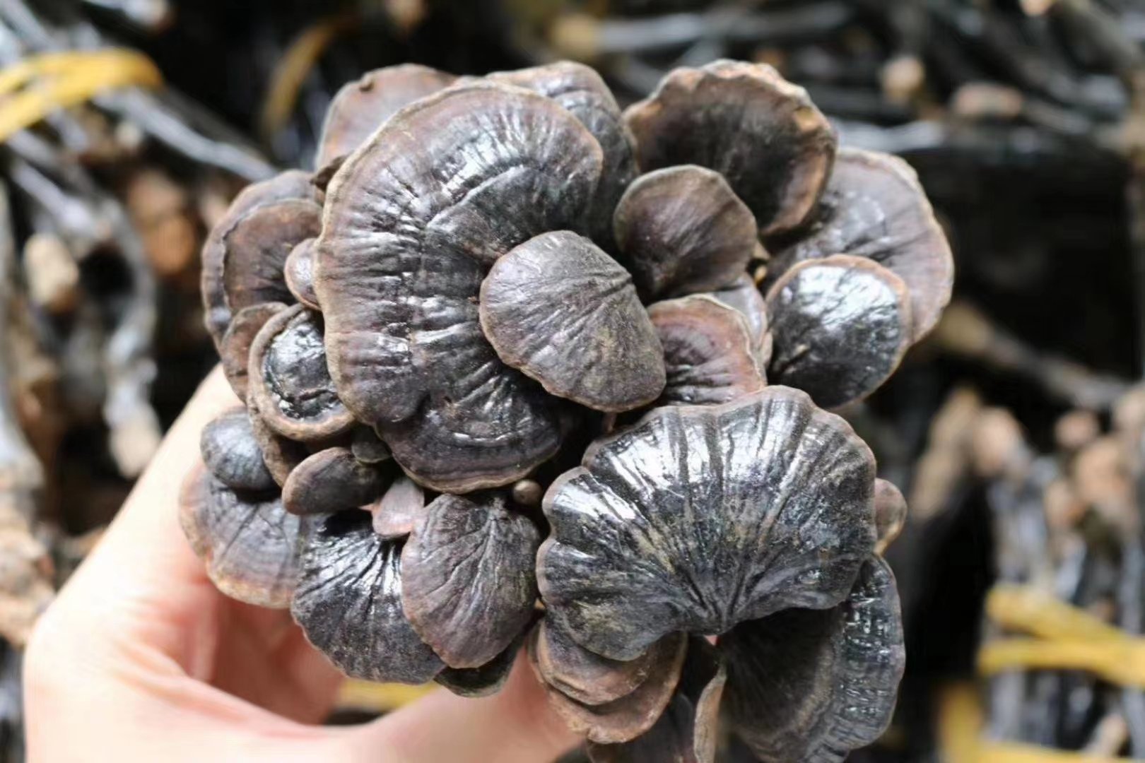 竹林深处发现竹灵芝的实景图