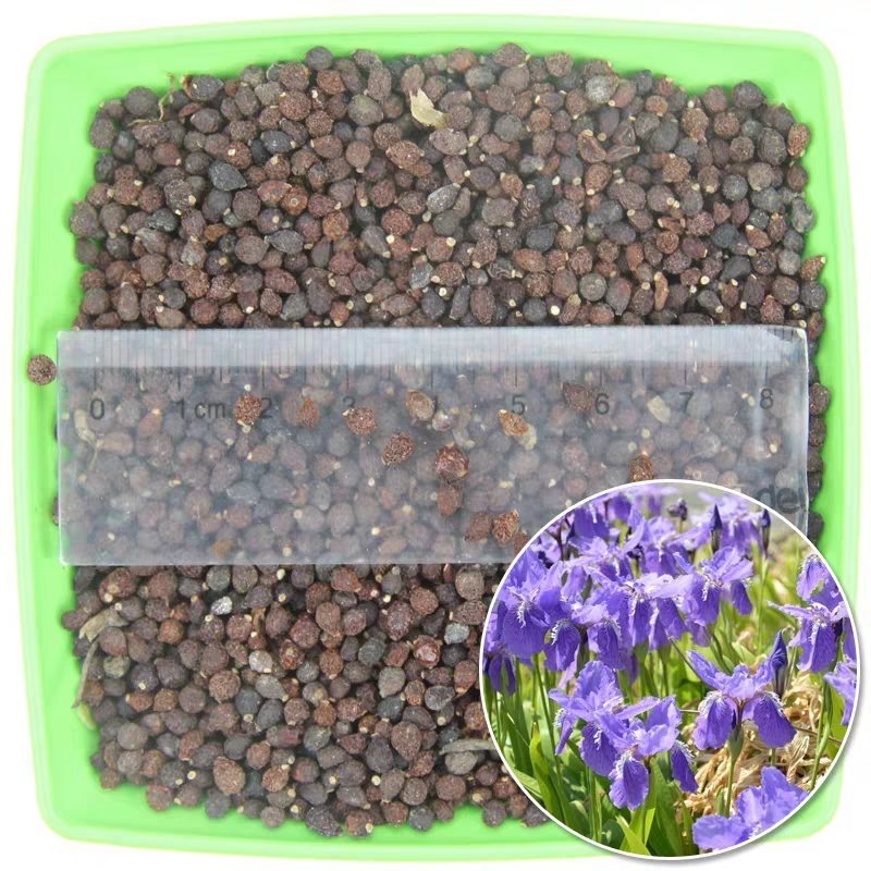 山东枣庄薛城区鸢尾种子 26.00元/斤公园