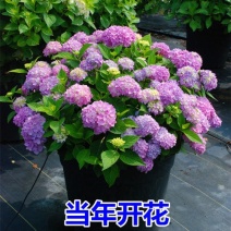 绣球花无尽夏苗盆栽花卉植物室内阳台带花苞好养的花四季开花