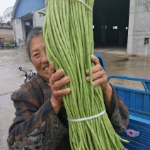 湖北豆角大量上市，产地直供，鲜嫩，精品货，欢迎实地考察