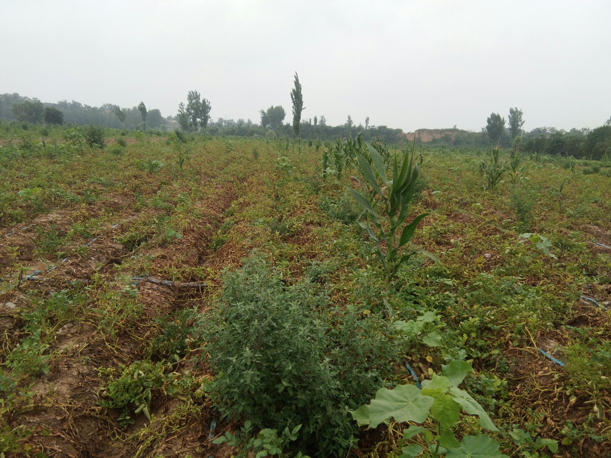马铃薯品种226田间生长实景图