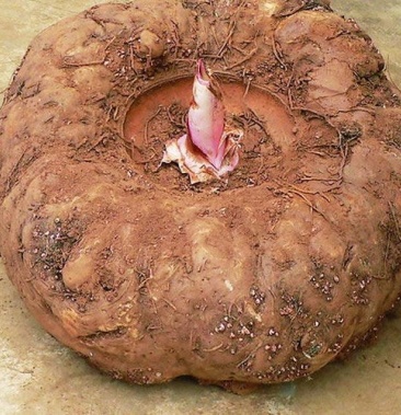 重庆高山花魔芋,商品魔芋,精品魔芋种子,一代种,二代种.