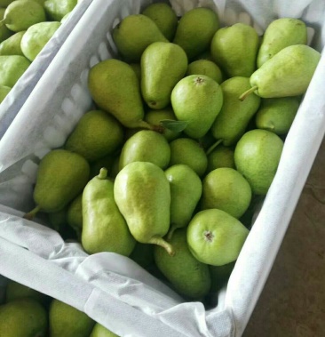 三季梨,芽变梨,无核梨,香蕉梨,诚信经营