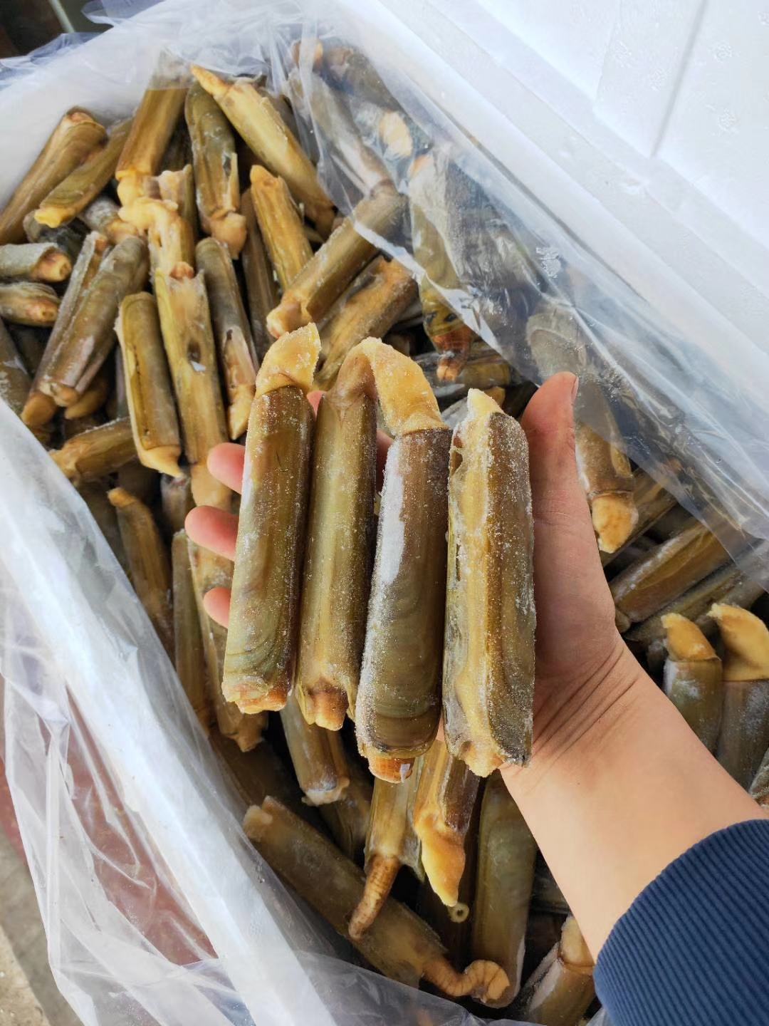 [海蛏批发]带壳蛏王 鲜活速冻蛏王 竹蛏子 特大蛏子王价格495.