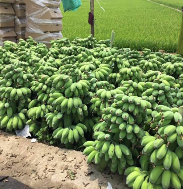 50/斤起批价20000斤产地广东中山物流整车;运费待商议规格苹果蕉1.