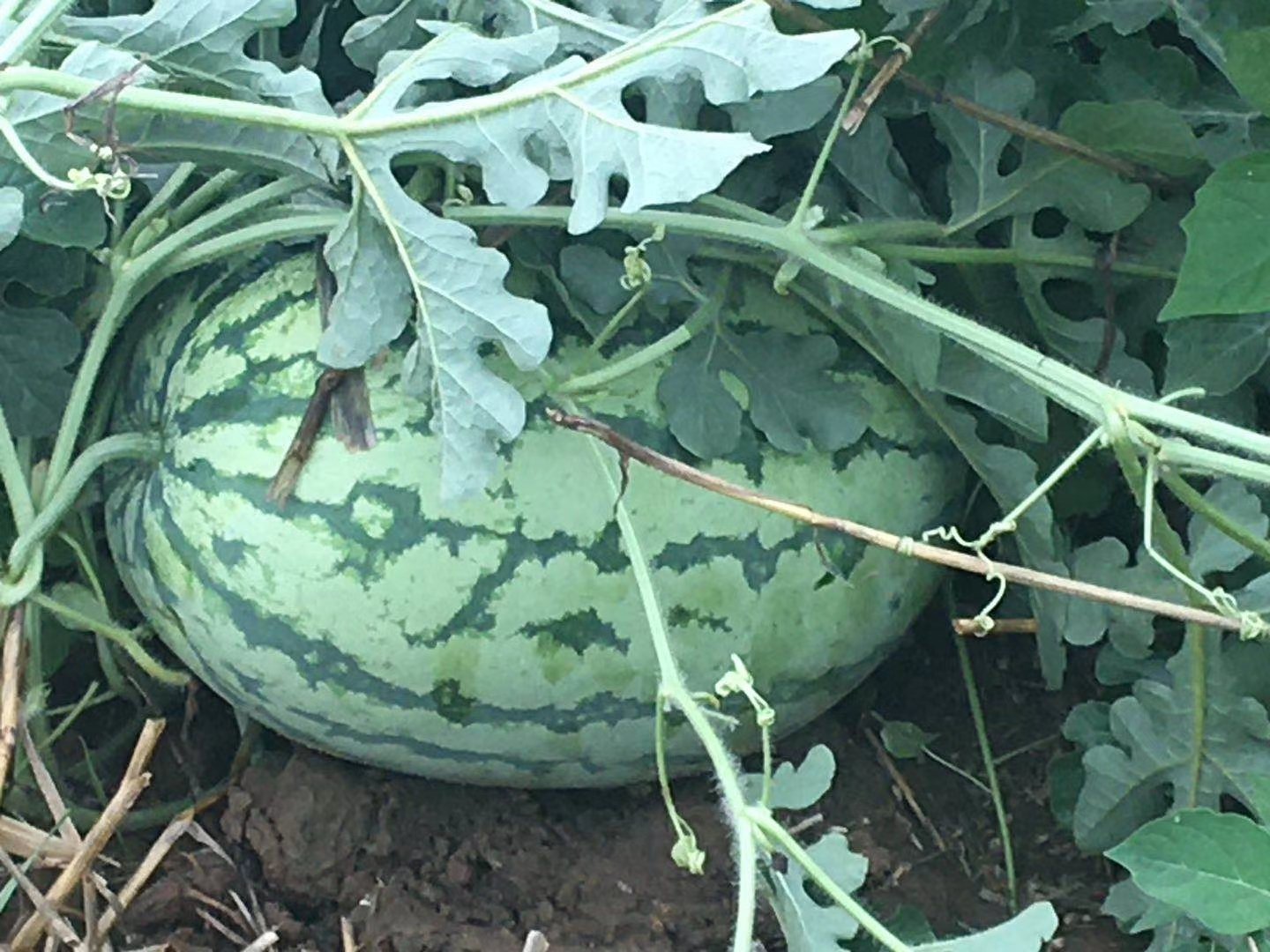 藤县瓜农在田间采摘西瓜