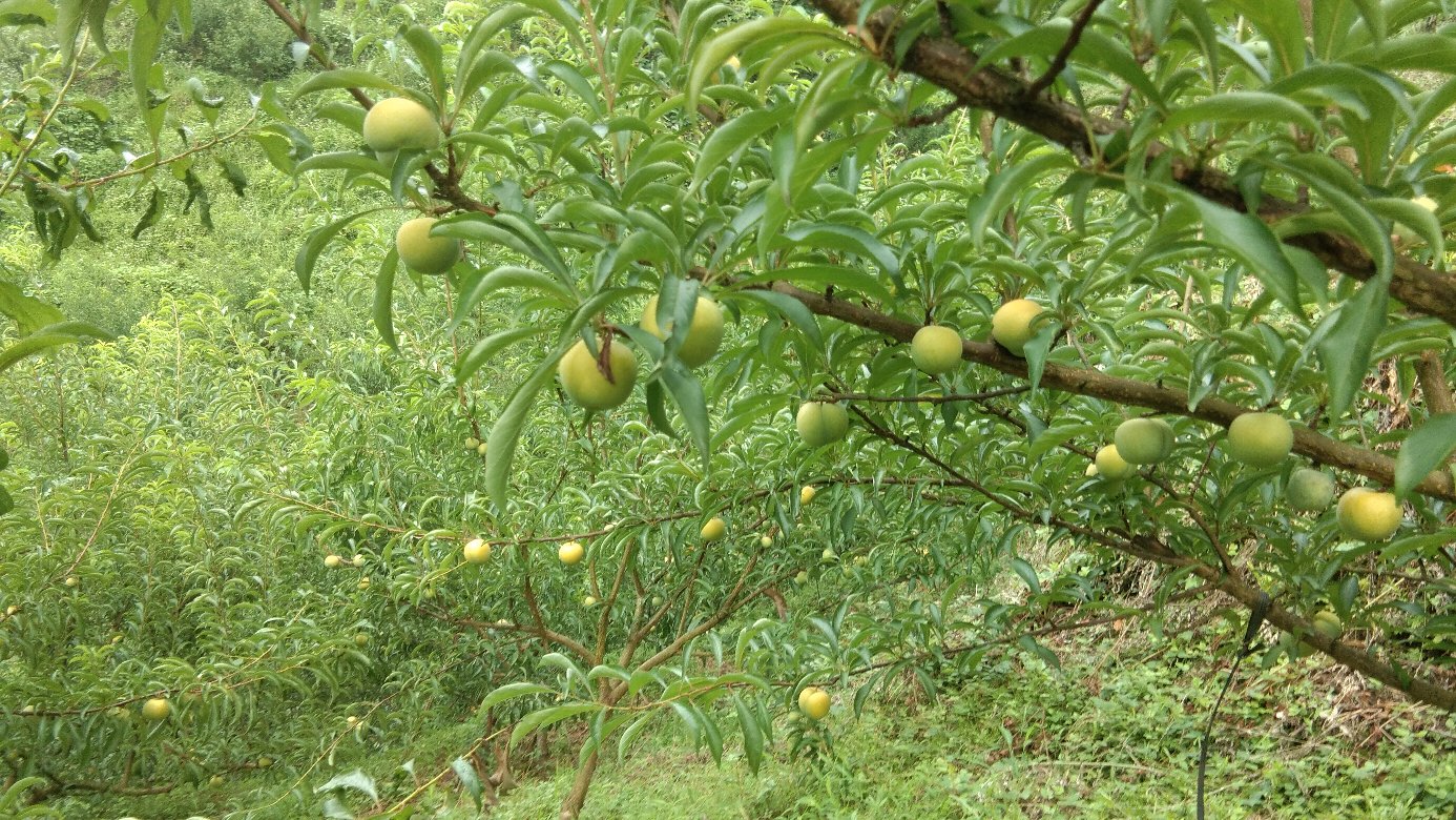 展示农户在果园中采摘蜂糖李的场景,体现丰收的喜悦 蜂糖李采摘场景