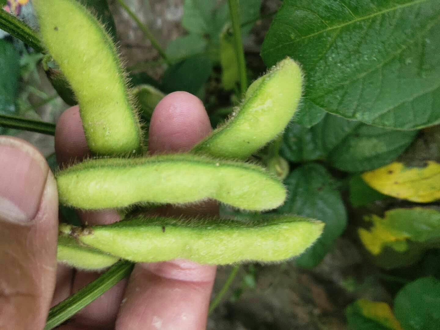 低脂、低胆固醇、富含膳食纤维的胆囊炎推荐饮食搭配图示 健康胆囊炎饮食搭配图