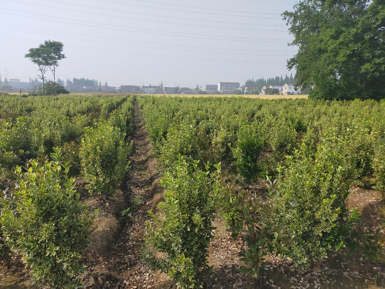 大叶女贞冬青种植基地实景