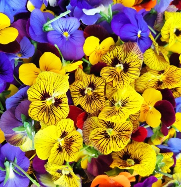 三色堇食用花卉盘饰花草