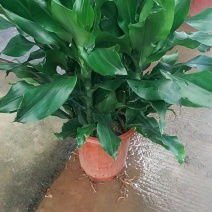 螺纹铁，好货，好货，好货