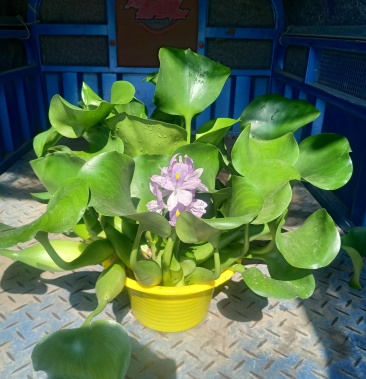 水葫芦,基地直销,量大,质量好,常年供应各种水生植物