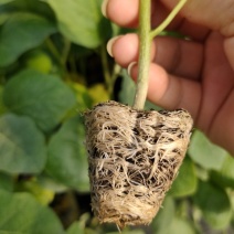 茄苗（紫红长茄35公分左右，中茄26-32）