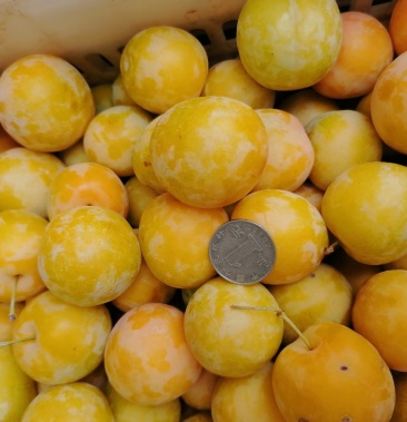 [李子批发]水晶李子降价了价格0.60元/斤 - 一亩田