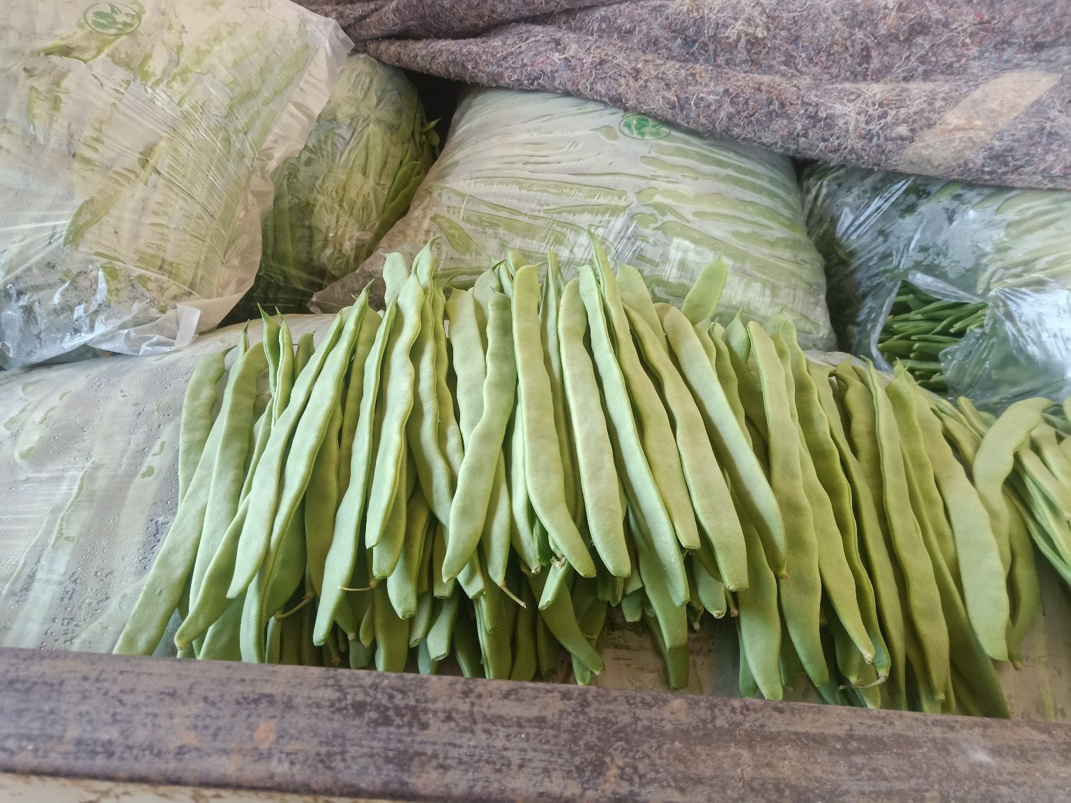 绿扁豆实物图