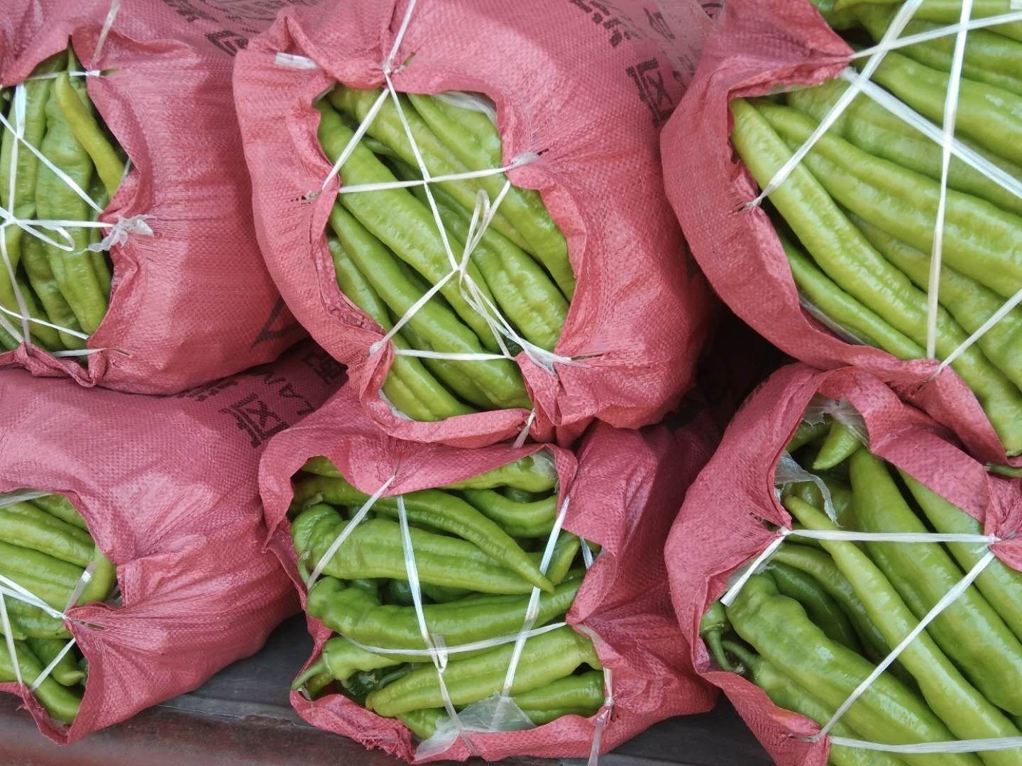 商超合规标签示范:尖椒与青椒(甜椒)必须分列销售,品种名+产地双重标识,杜绝混淆 超市货架对比图:左侧冷柜标签清晰标注‘杭椒(尖椒)-浙江金华产’,盒内为翠绿细长椒;右侧标签为‘甜椒(青椒)-山东寿光产’,盒内为方正厚肉青椒;两盒并列,背景为超市生鲜区冷光灯带