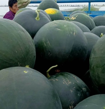 [西瓜批发]小神童黑皮无籽价格0.90元/斤 - 一亩田