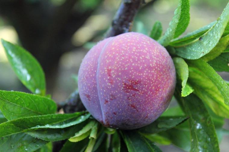 一张高清的桃形李特写图片,展示其光滑的果皮和微微泛红的外观,背景为自然果园环境 桃形李特写