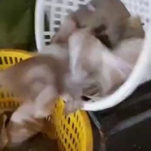 多宝鱼