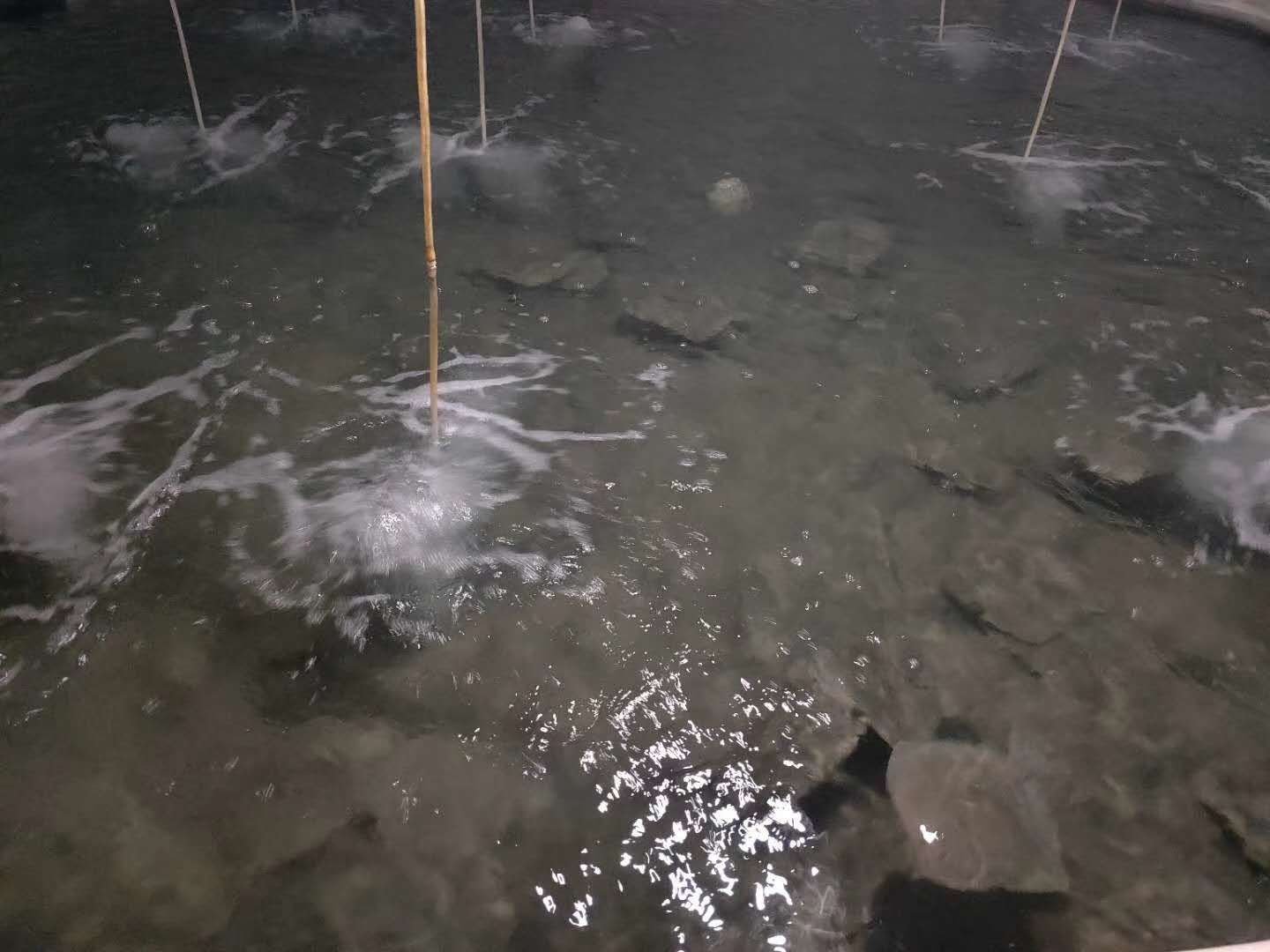 多宝鱼在海水养殖池中生长