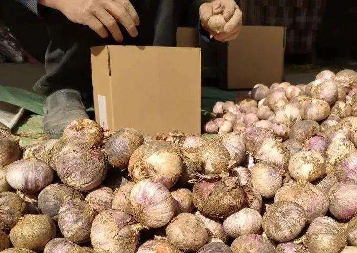 农民正在田间采收独头蒜,旁边有竹筐盛放已去土的蒜头,背景为分级工作台,工人按大小进行手工分拣,体现标准化产后处理流程 北方独头蒜采收与分级现场