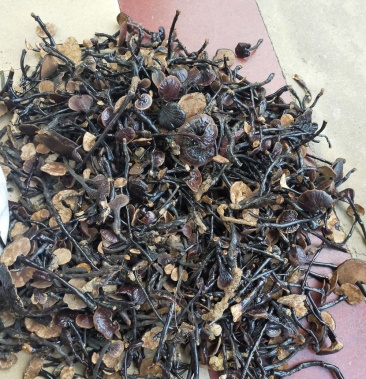 海南五指山野生竹灵芝