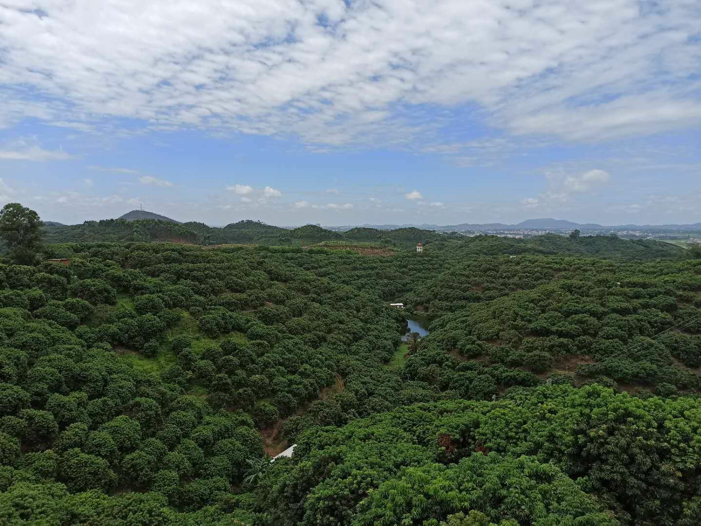 储良龙眼母树在阳光下的全景