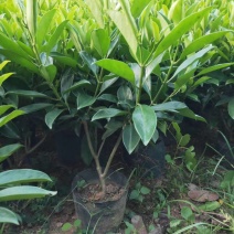 出售袋苗非洲茉莉40-100高