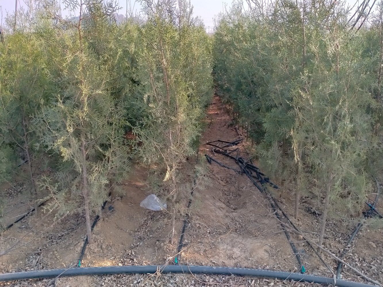 现代化侧柏育苗基地中的智能管理场景