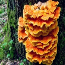 长白山地区野生硫磺菌，硫磺层孔菌
