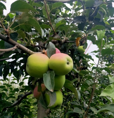 早熟青苹果藤木尝鲜上市