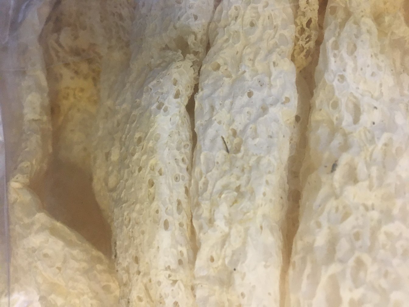 长裙竹荪的形态特征